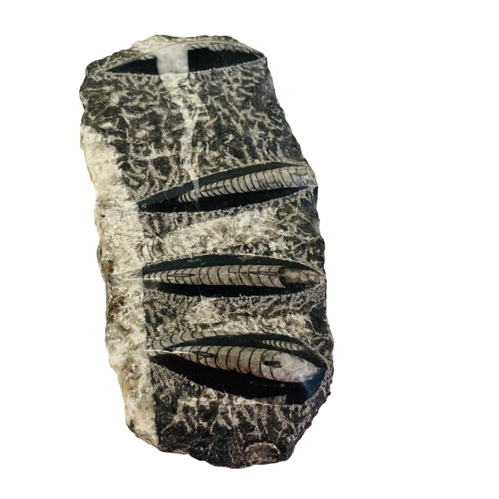 Orthoceras Fossil Specimen‎ On Black Matrix 8 1/2" x 4"